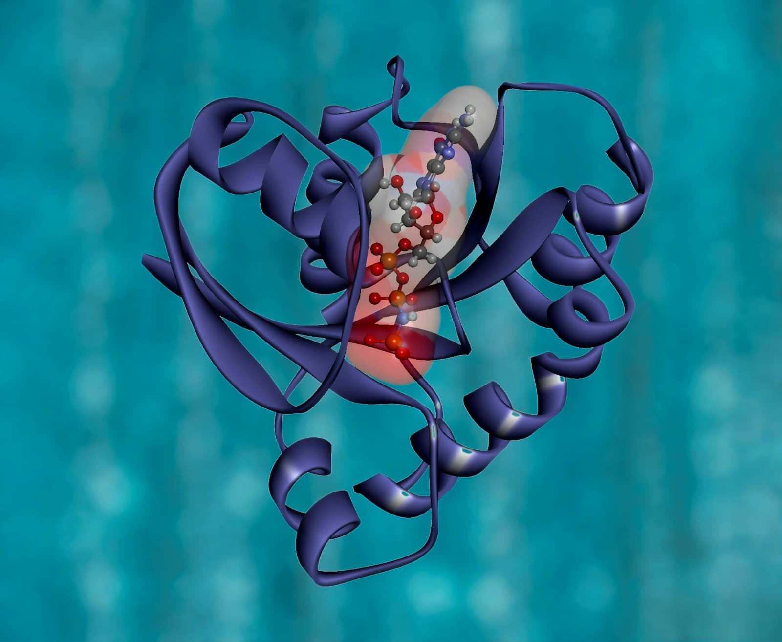 Ribbon diagram of a protein with a bound ligand